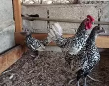 دجاج سبرايت لبيع