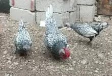 دجاج سبرايت لبيع
