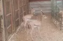 غزلان للبيع