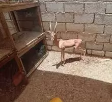 غزلان للبيع