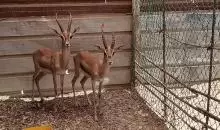 غزلان للبيع