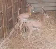 غزلان للبيع