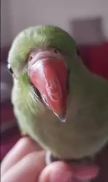 ببغاء للبيع