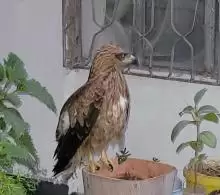 صقر للتبني مجانآ
