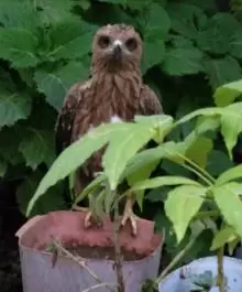 صقر للتبني مجانآ