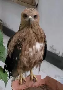 صقر للتبني مجانآ