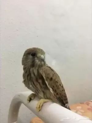 بيع صغار الصقر