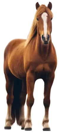 خيل للبيع في اليمن : أفضل الأسعار